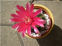 62b19054-Picture 3037.jpg